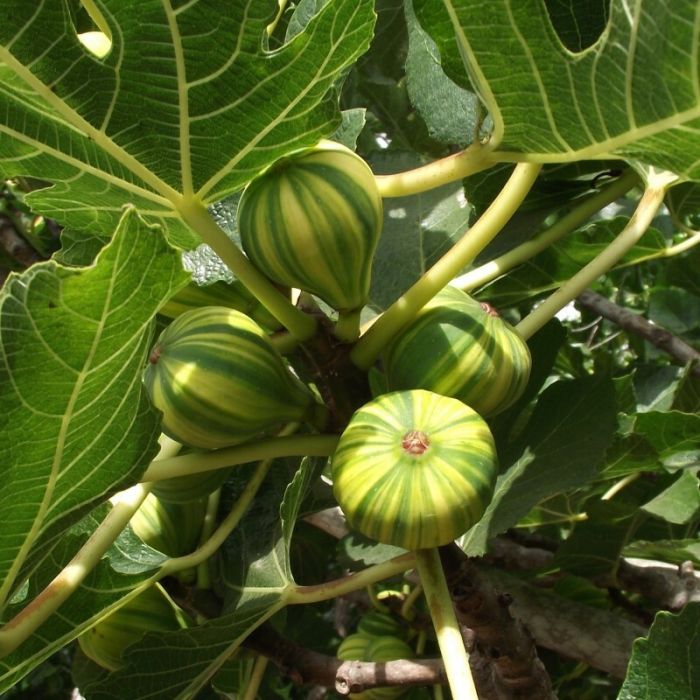 Ficus\u0020carica\u0020\u0027Panache\u0027\u0020\u002D\u0020Feige Ficus\u0020carica\u0020\u0027Panache\u0027\u0020\u002D\u0020Feige