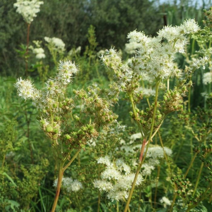 Filipendula\u0020ulmaria\u0020\u002D\u0020Sumpf\u0020M\u00E4des\u00FC\u00DF Filipendula\u0020ulmaria\u0020\u002D\u0020Sumpf\u0020M\u00E4des\u00FC\u00DF