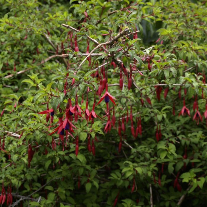 Fuchsia\u0020magellanica\u0020gracilis\u0020\u002D\u0020Fuchsie Fuchsia\u0020magellanica\u0020gracilis\u0020\u002D\u0020Fuchsie