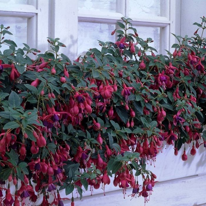 Fuchsia\u0020\u0027Tom\u0020Thumb\u0027\u0020\u002D\u0020Fuchsie Fuchsia\u0020\u0027Tom\u0020Thumb\u0027\u0020\u002D\u0020Fuchsie