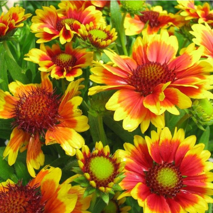 Gaillardia grandiflora 'Kobold' - Kokardenblume Gaillardia grandiflora 'Kobold' - Kokardenblume