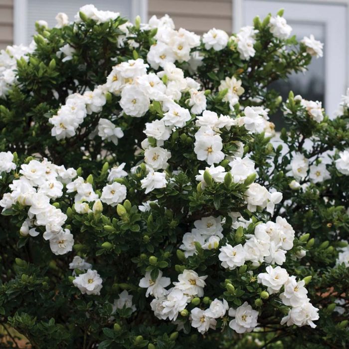 Gardenia jasminoides 'Crown Jewel' - Kapjasmin
