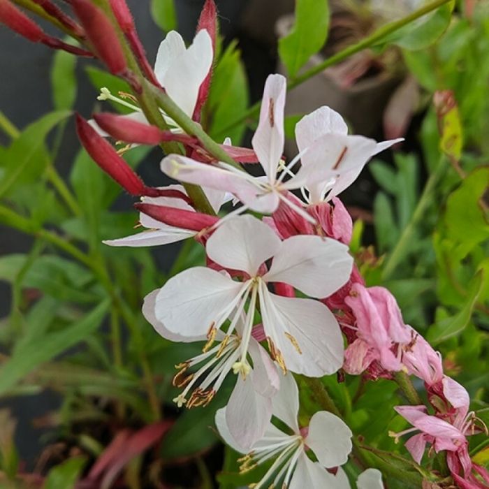 Gaura lindheimeri 'Flamingo White' - Prachtkerze Gaura lindheimeri 'Flamingo White' - Prachtkerze
