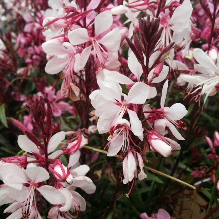 Gaura lindheimeri 'Gaudi Pink' - Prachtkerze Gaura lindheimeri 'Gaudi Pink' - Prachtkerze