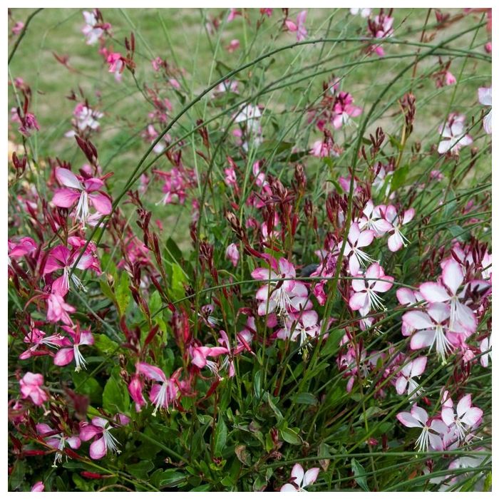 Gaura lindheimeri 'Rosy Jane' - Prachtkerze Gaura lindheimeri 'Rosy Jane' - Prachtkerze