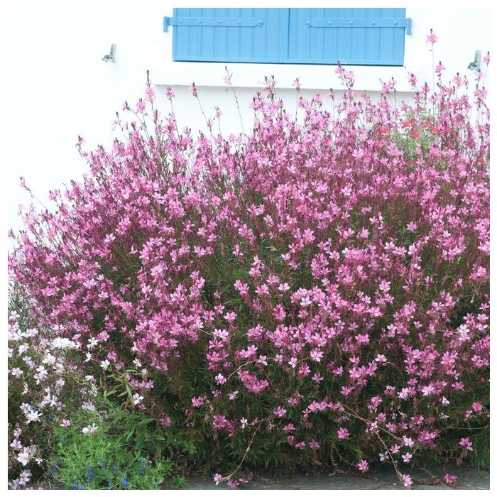Gaura lindheimerii 'Siskiyou Pink' - Prachtkerze Gaura lindheimerii 'Siskiyou Pink' - Prachtkerze