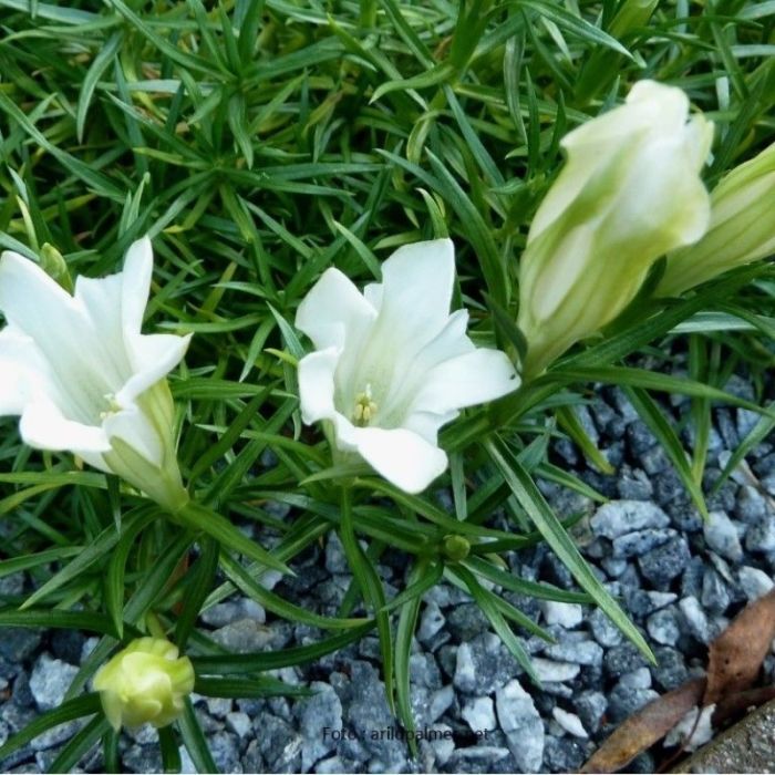 Gentiana sino-ornata 'Weisser Traum' - Enzian Gentiana sino-ornata 'Weisser Traum' - Enzian