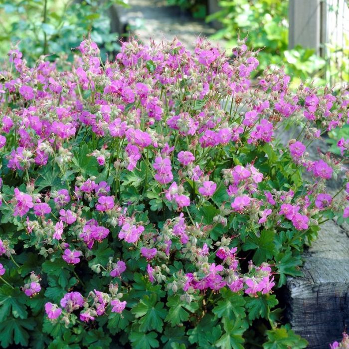 Geranium cantabrigiense 'Cambridge' - Storchschnabel Geranium cantabrigiense 'Cambridge' - Storchschnabel