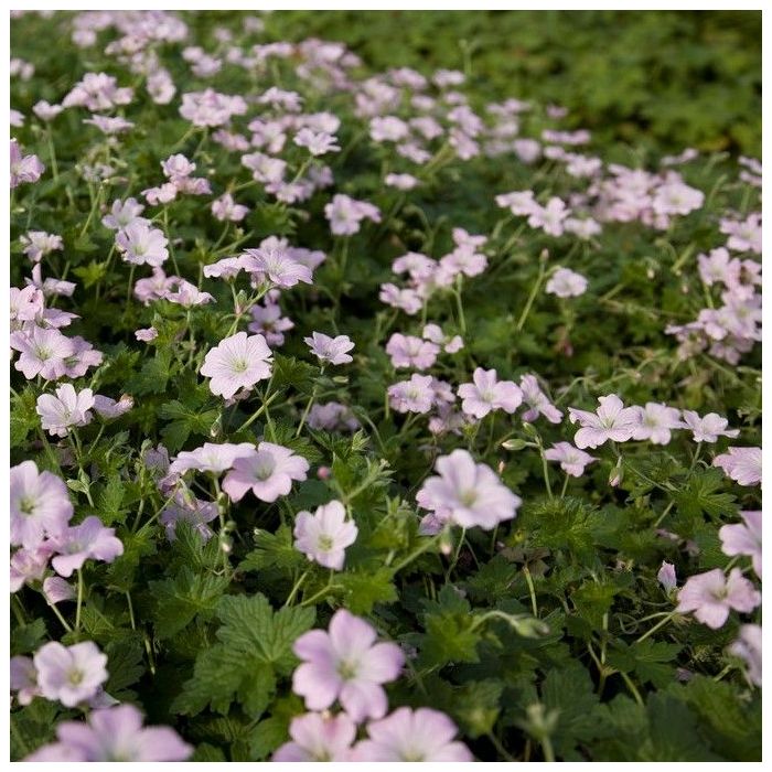 Geranium 'Dreamland' - Storchschnabel Geranium 'Dreamland' - Storchschnabel