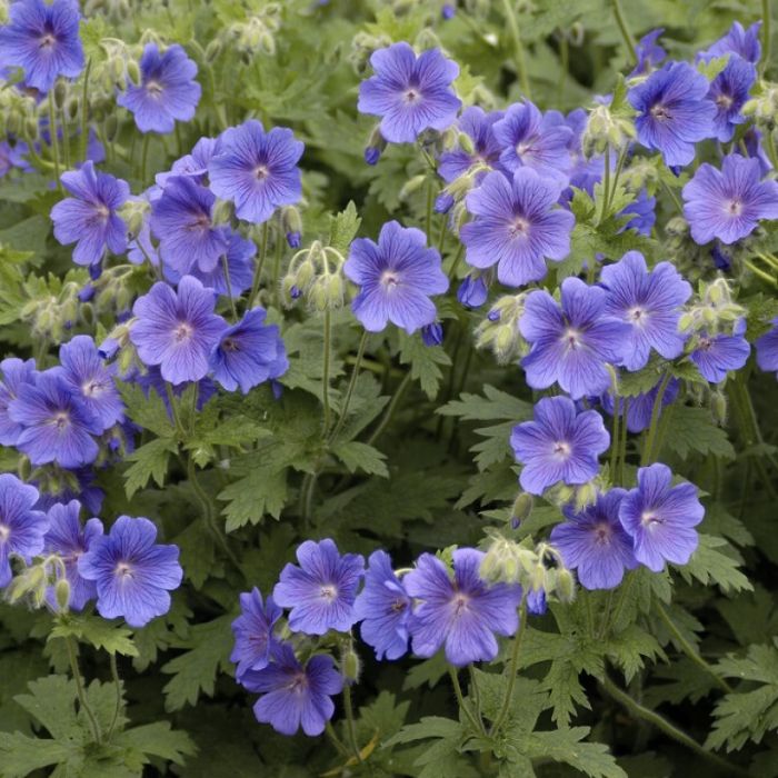 Geranium\u0020Himalayense\u0020\u002D\u0020Storchschnabel\u0020 Geranium\u0020Himalayense\u0020\u002D\u0020Storchschnabel\u0020