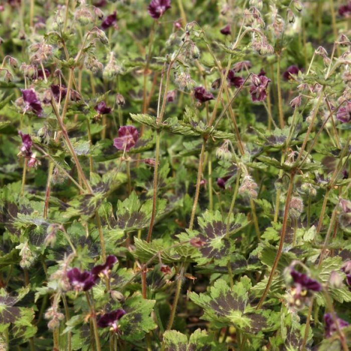 Geranium\u0020phaeum\u0020\u0027Samobor\u0027\u0020\u002D\u0020Storchschnabel Geranium\u0020phaeum\u0020\u0027Samobor\u0027\u0020\u002D\u0020Storchschnabel