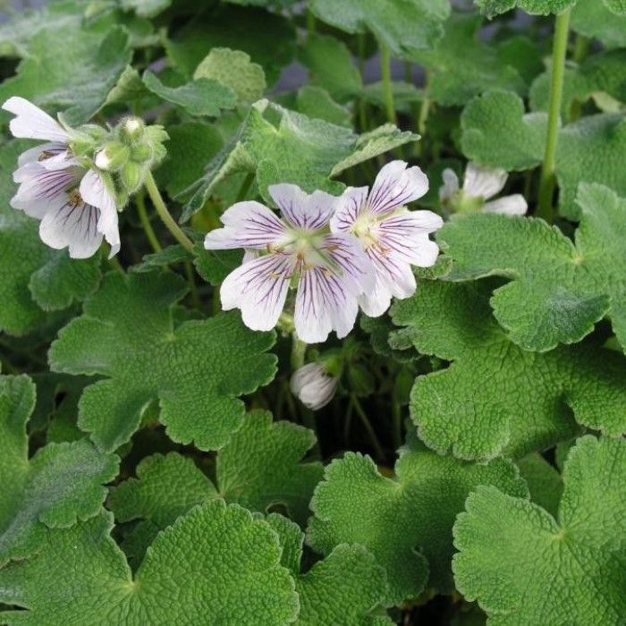 Geranium\u0020renardii\u0020\u002D\u0020Storchschnabel Geranium\u0020renardii\u0020\u002D\u0020Storchschnabel