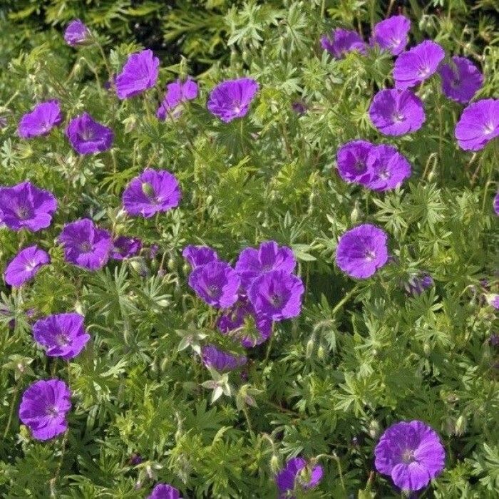 Geranium\u0020sanguineum\u0020\u002D\u0020Storchschnabel Geranium\u0020sanguineum\u0020\u002D\u0020Storchschnabel