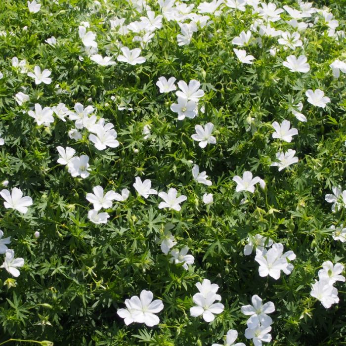 Geranium sanguineum 'Album' - Storchschnabel Geranium sanguineum 'Album' - Storchschnabel
