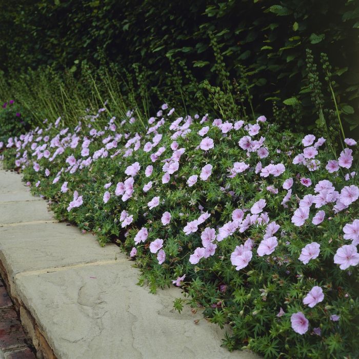 Geranium sanguineum striatum - Storchschnabel Geranium sanguineum striatum - Storchschnabel