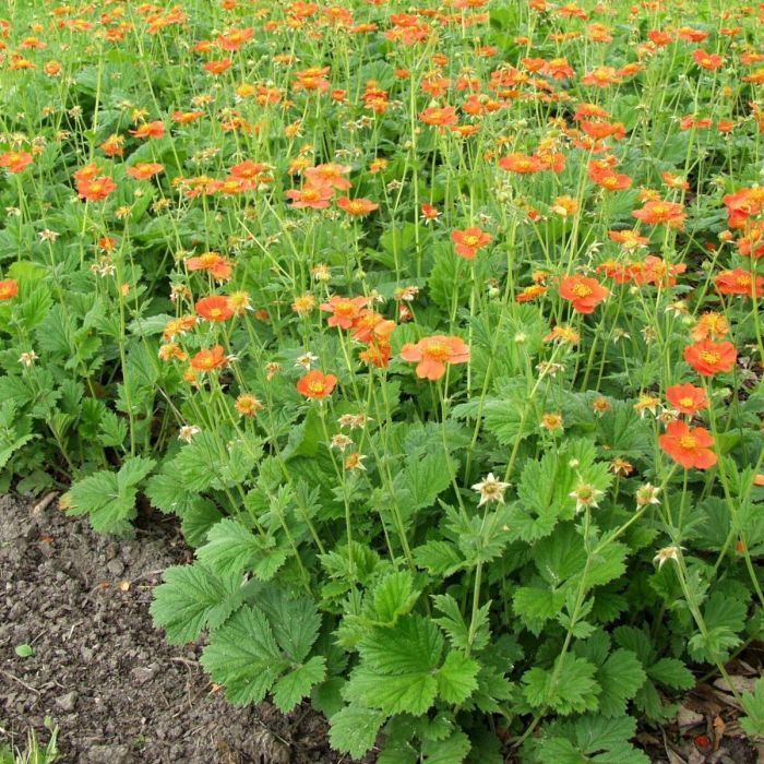 Geum coccineum 'Tosai' - Nelkenwurz