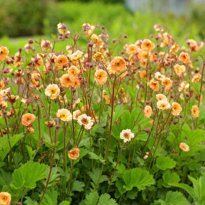 Geum hybride 'Mai Tai' - Nelkenwurz