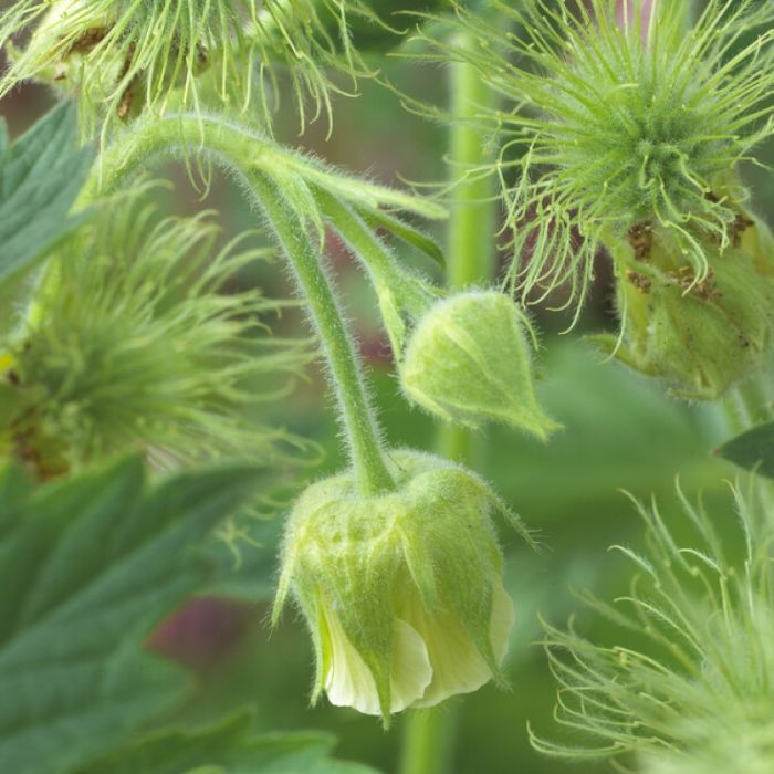 Geum rivale 'Album' - Nelkenwurz