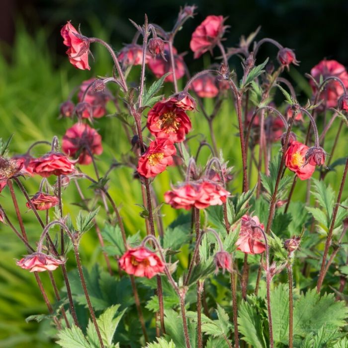 Geum\u0020rivale\u0020\u0027Flames\u0020of\u0020Passion\u0027\u0020\u002D\u0020Nelkenwurz Geum\u0020rivale\u0020\u0027Flames\u0020of\u0020Passion\u0027\u0020\u002D\u0020Nelkenwurz