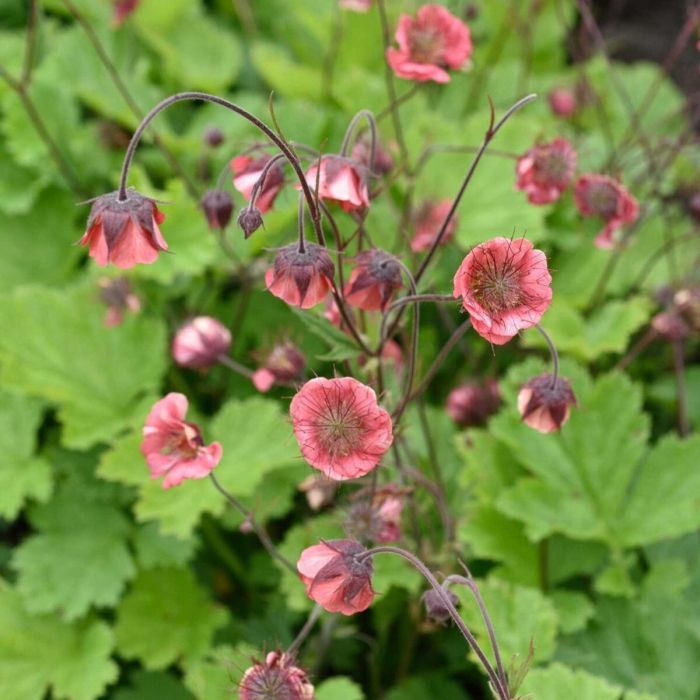 Geum rivale 'Leonard's Variety' - Nelkenwurz