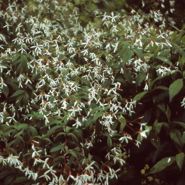 Gillenia trifoliata - Dreiblattspiere