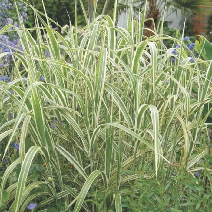 Glyceria\u0020maxima\u0020\u0027Variegata\u0027\u0020\u002D\u0020Wasserschwaden Glyceria\u0020maxima\u0020\u0027Variegata\u0027\u0020\u002D\u0020Wasserschwaden