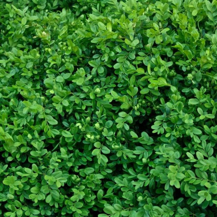 Griselinia littoralis - Griseline Griselinia littoralis - Griseline