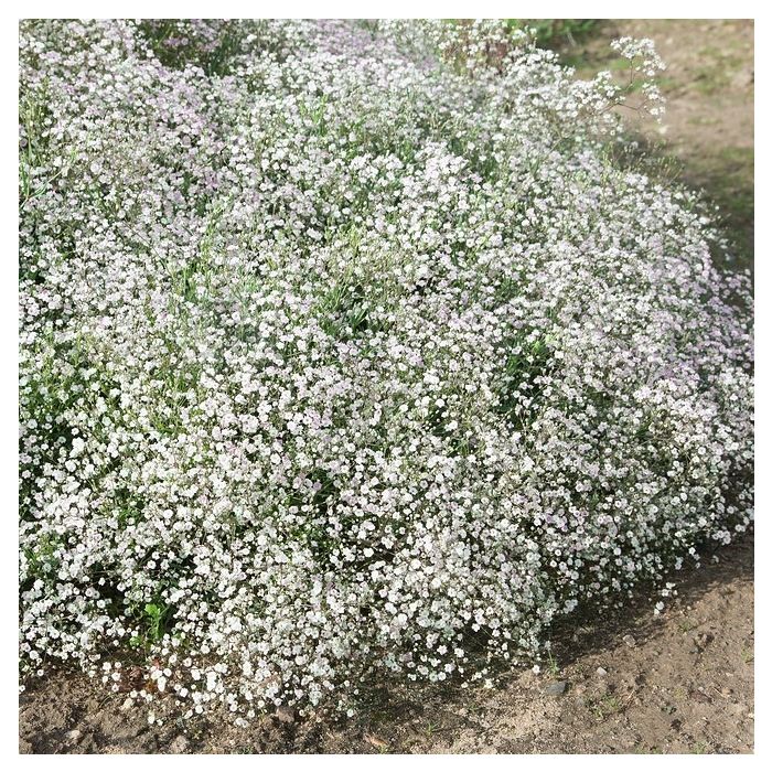 Gypsophila\u0020paniculata\u0020\u002D\u0020Schleierkraut Gypsophila\u0020paniculata\u0020\u002D\u0020Schleierkraut