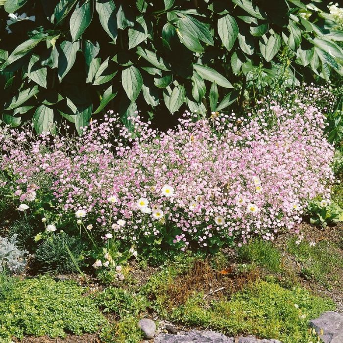 Gypsophila paniculata 'Flamingo' - Schleierkraut Gypsophila paniculata 'Flamingo' - Schleierkraut