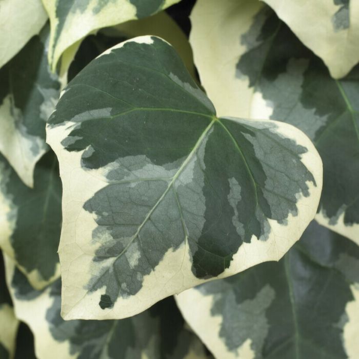 Hedera\u0020colchica\u0020\u0027Dentata\u0020Variegata\u0027\u0020\u002D\u0020Efeu Hedera\u0020colchica\u0020\u0027Dentata\u0020Variegata\u0027\u0020\u002D\u0020Efeu