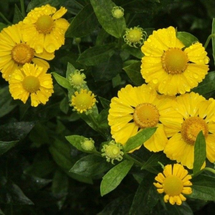 Helenium\u0020\u0027Kanaria\u0027\u0020\u002D\u0020Sonnenbraut Helenium\u0020\u0027Kanaria\u0027\u0020\u002D\u0020Sonnenbraut