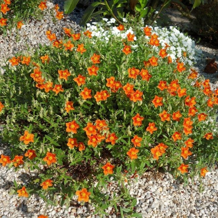 Helianthemum 'Bronzeteppich' - Sonnenröschen Helianthemum 'Bronzeteppich' - Sonnenröschen