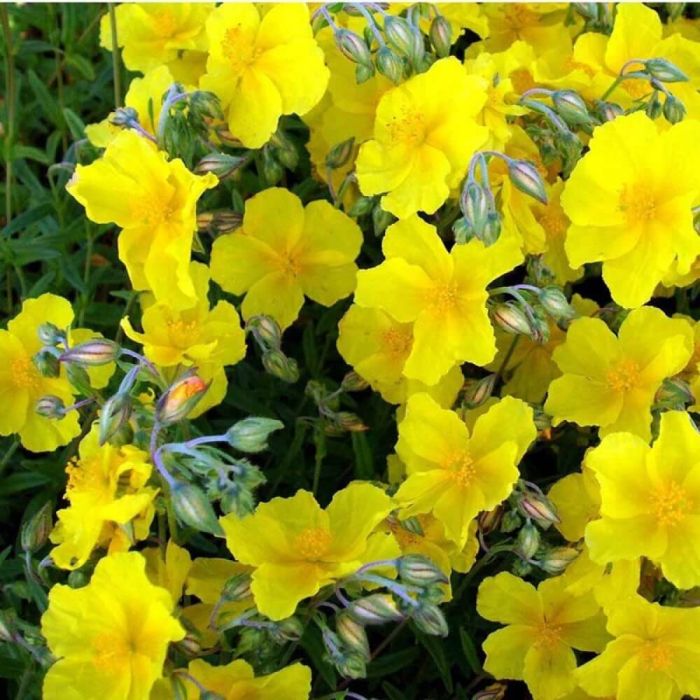 Helianthemum 'Golden Queen' - Sonnenröschen Helianthemum 'Golden Queen' - Sonnenröschen