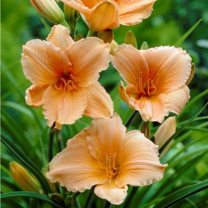 Hemerocallis\u0020\u0027Baley\u0020Hay\u0027\u0020\u002D\u0020Taglilie Hemerocallis\u0020\u0027Baley\u0020Hay\u0027\u0020\u002D\u0020Taglilie