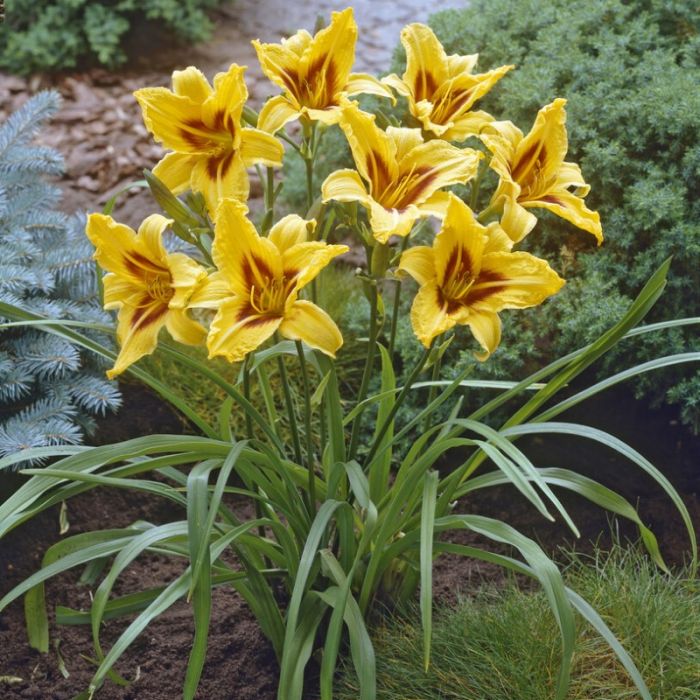 Hemerocallis\u0020\u0027Bonanza\u0027\u0020\u002D\u0020Taglilie Hemerocallis\u0020\u0027Bonanza\u0027\u0020\u002D\u0020Taglilie