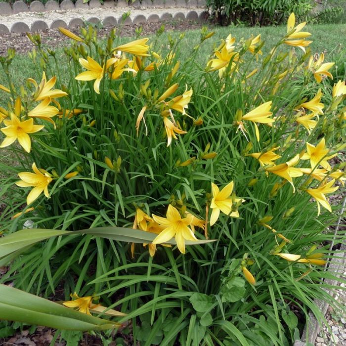 Hemerocallis\u0020citrina\u0020\u002D\u0020Taglilie Hemerocallis\u0020citrina\u0020\u002D\u0020Taglilie
