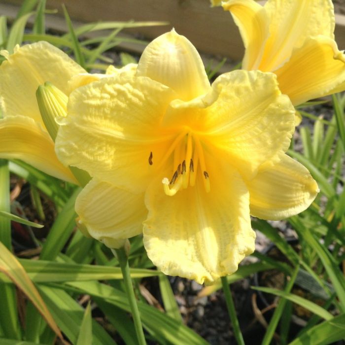 Hemerocallis\u0020\u0027Happy\u0020Returns\u0027\u0020\u002D\u0020Taglilie Hemerocallis\u0020\u0027Happy\u0020Returns\u0027\u0020\u002D\u0020Taglilie