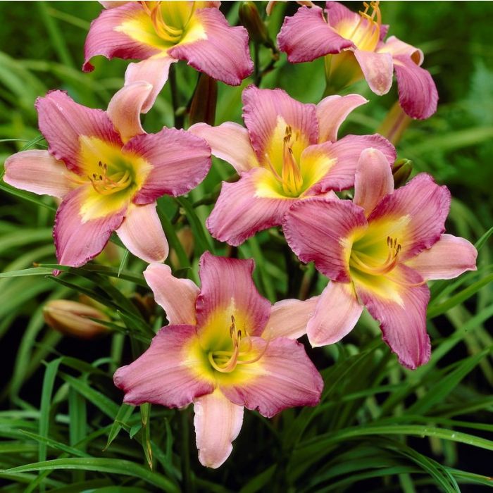 Hemerocallis 'Nile Crane' - Taglilie Hemerocallis 'Nile Crane' - Taglilie