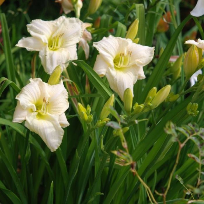 Hemerocallis\u0020\u0027White\u0020Temptation\u0027\u0020\u002D\u0020Taglilie Hemerocallis\u0020\u0027White\u0020Temptation\u0027\u0020\u002D\u0020Taglilie