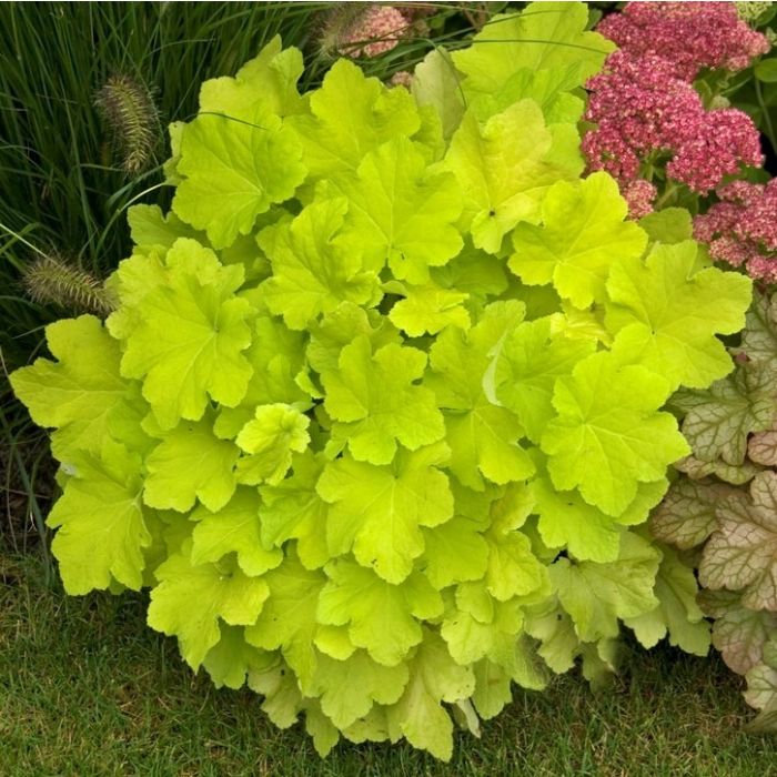 Heuchera\u0020\u0027Citronelle\u0027\u0020\u002D\u0020Purpurgl\u00F6ckchen Heuchera\u0020\u0027Citronelle\u0027\u0020\u002D\u0020Purpurgl\u00F6ckchen