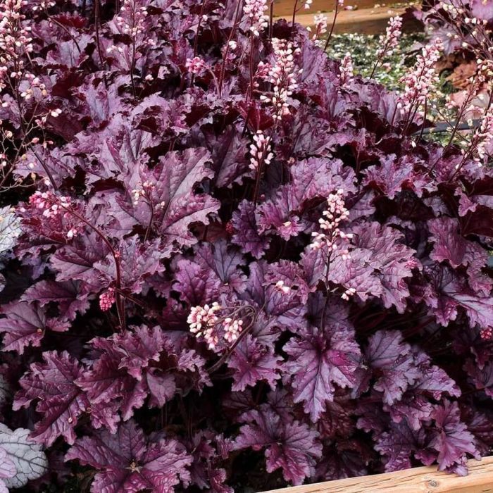Heuchera\u0020\u0027Forever\u0020Purple\u0027\u0020\u002D\u0020Purpurgl\u00F6ckchen Heuchera\u0020\u0027Forever\u0020Purple\u0027\u0020\u002D\u0020Purpurgl\u00F6ckchen