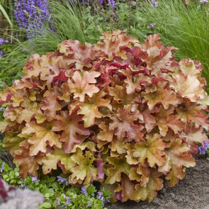 Heuchera\u0020\u0027Marmalade\u0027\u0020\u002D\u0020Purpurgl\u00F6ckchen Heuchera\u0020\u0027Marmalade\u0027\u0020\u002D\u0020Purpurgl\u00F6ckchen