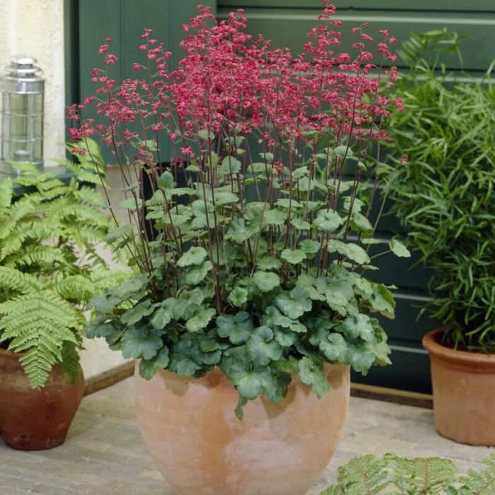 Heuchera sanguinea Leuchtkäfer - Purpurglöckchen Heuchera sanguinea Leuchtkäfer - Purpurglöckchen