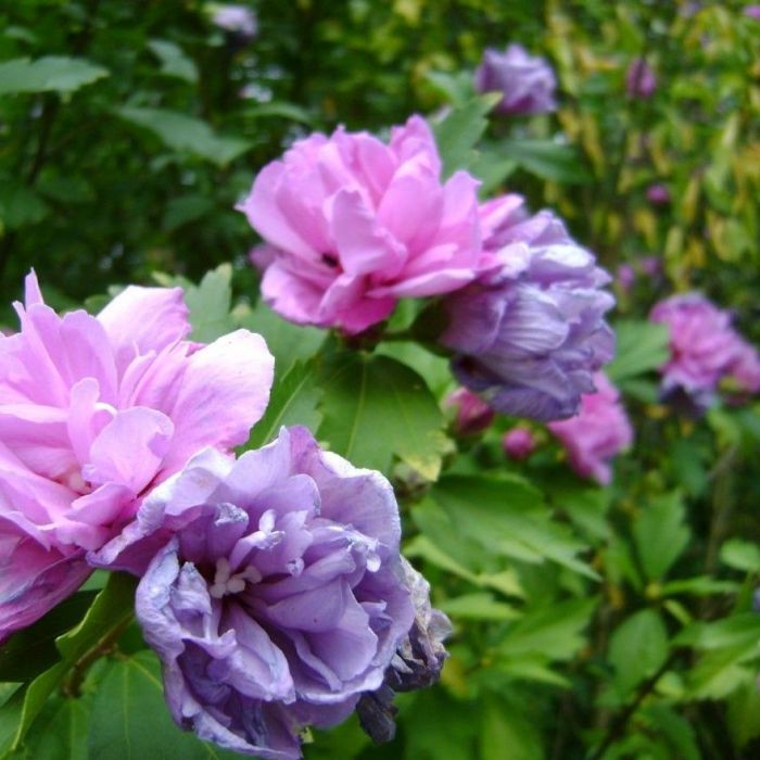 Hibiscus syriacus 'Ardens' - Hibiskus