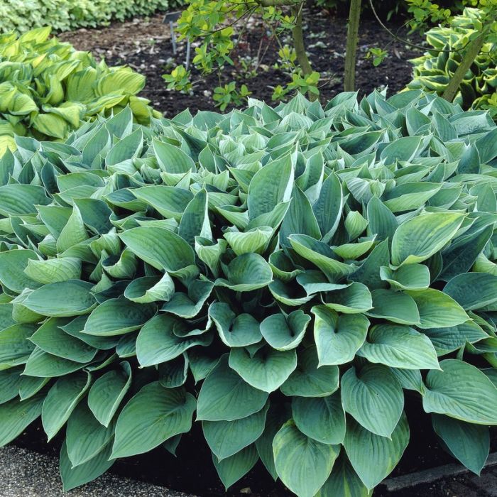 Hosta fortunei 'Hyacinthina' - Funkie