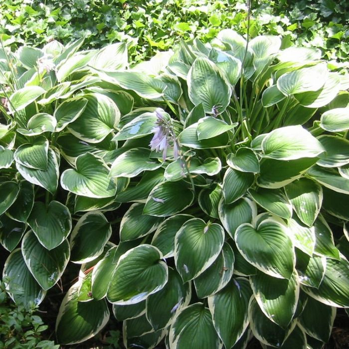 Hosta 'Francee' - Funkie