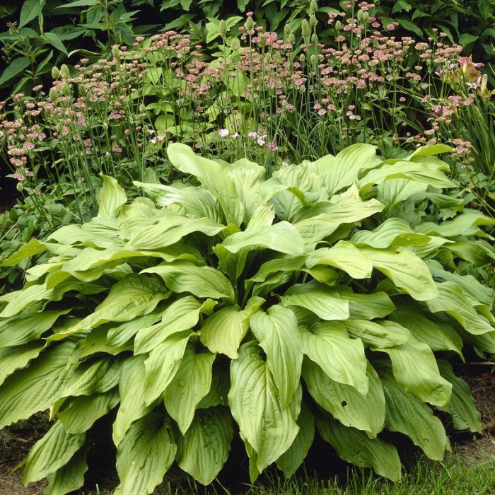 Hosta\u0020\u0027Honeybells\u0027\u0020\u002D\u0020Funkie Hosta\u0020\u0027Honeybells\u0027\u0020\u002D\u0020Funkie