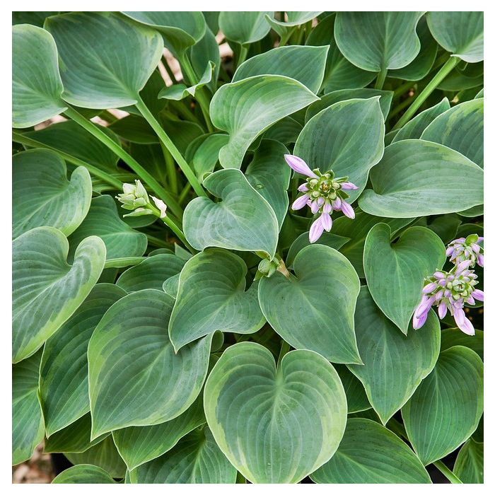 Hosta\u0020\u0027Toy\u0020Soldier\u0027\u0020\u002D\u0020Funkie Hosta\u0020\u0027Toy\u0020Soldier\u0027\u0020\u002D\u0020Funkie