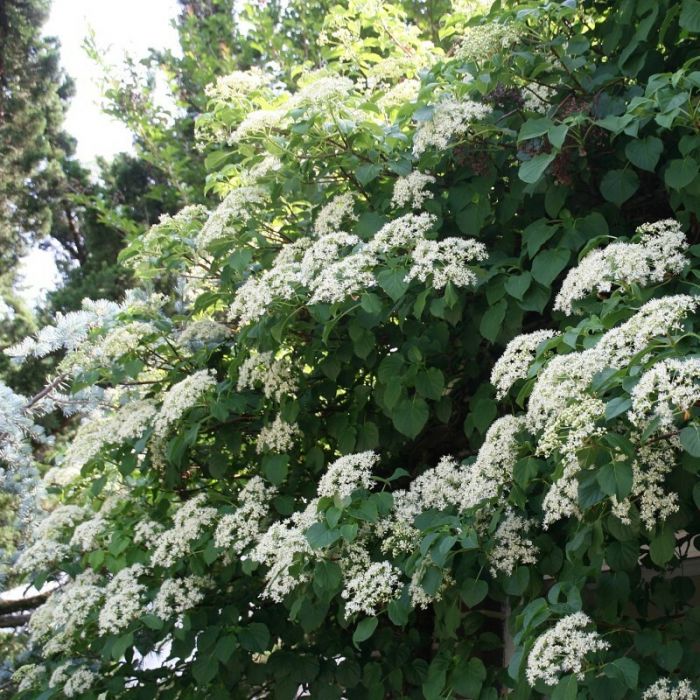 Hydrangea anomala 'Petiolaris' - Hortensie