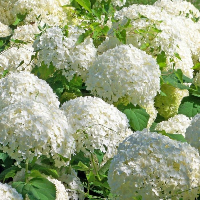 Hydrangea arborescens 'Strong Annabelle' - Hortensie